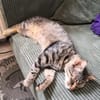 Schmusekater Tiger sucht passende Dosenöffner