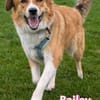 Bailey - aufmerksam und sensibel
