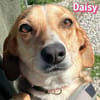Daisy - treu und menschenbezogen