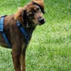 Musura sucht ein Zuhause