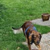 Musura sucht ein Zuhause