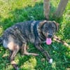 Monty ein toller Junghund