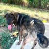 Monty ein toller Junghund
