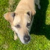 Arleta, verschmuste Hündin, 8Jahre