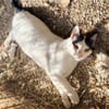 Florian, verschmuster Familienfreund, *in 55271 Stadecken