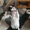 Florian, verschmuster Familienfreund, *in 55271 Stadecken