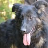 SAPHIRA