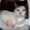 Keyling