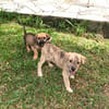 BIJOU, un bébé en or