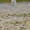Vador l'adorable petit guerrier tripatte