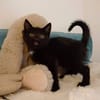 AIKO et OTIS