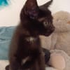 AIKO et OTIS