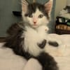 ALBERTINE À ADOPTEE AVEC SON FRÈRE OU SEULE SI VOUS AVEZ DÉJÀ UN CHAT PRÉSENT CHEZ VOUS