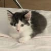 ALBERTINE À ADOPTEE AVEC SON FRÈRE OU SEULE SI VOUS AVEZ DÉJÀ UN CHAT PRÉSENT CHEZ VOUS