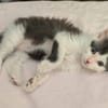 ALBERTINE À ADOPTEE AVEC SON FRÈRE OU SEULE SI VOUS AVEZ DÉJÀ UN CHAT PRÉSENT CHEZ VOUS