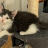 ALBERTINE À ADOPTEE AVEC SON FRÈRE OU SEULE SI VOUS AVEZ DÉJÀ UN CHAT PRÉSENT CHEZ VOUS