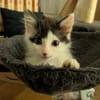 ALBERTINE À ADOPTEE AVEC SON FRÈRE OU SEULE SI VOUS AVEZ DÉJÀ UN CHAT PRÉSENT CHEZ VOUS