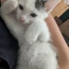 STERLITZ À ADOPTÉ AVEC SA SOEUR OU SEUL SI DÉJÀ UN CHAT PRÉSENT CHEZ VOUS