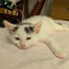 STERLITZ À ADOPTÉ AVEC SA SOEUR OU SEUL SI DÉJÀ UN CHAT PRÉSENT CHEZ VOUS