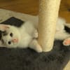 STERLITZ À ADOPTÉ AVEC SA SOEUR OU SEUL SI DÉJÀ UN CHAT PRÉSENT CHEZ VOUS
