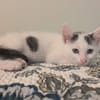 STERLITZ À ADOPTÉ AVEC SA SOEUR OU SEUL SI DÉJÀ UN CHAT PRÉSENT CHEZ VOUS