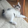 STERLITZ À ADOPTÉ AVEC SA SOEUR OU SEUL SI DÉJÀ UN CHAT PRÉSENT CHEZ VOUS