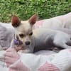 RUBY, Croisée Chihuahua femelle