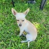 RUBY, Croisée Chihuahua femelle