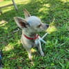 RUBY, Croisée Chihuahua femelle