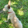 RUBY, Croisée Chihuahua femelle