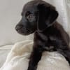 WILMA chiot femelle Berger Créole