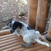 MILOU, chiot mâle Croisé Épagneul Breton