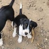 MOON, chiot femelle Croisée Jack Russel
