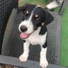 MOON, chiot femelle Croisée Jack Russel