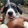 MOON, chiot femelle Croisée Jack Russel