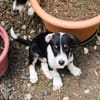 MOON, chiot femelle Croisée Jack Russel
