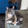 BABETH Chaton femelle type européen