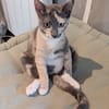 BABETH Chaton femelle type européen