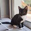 BAGHERRA, chaton femelle type européen