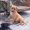 NUCCIOLA, chiot femelle croisée braque