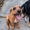 NUCCIOLA, chiot femelle croisée braque
