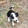 SUN, chiot femelle Croisée Jack Russel