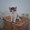 Piper - Kleine Schmuseprinzessin sucht ihr Glück
