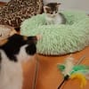 Piper - Kleine Schmuseprinzessin sucht ihr Glück