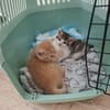 Piper - Kleine Schmuseprinzessin sucht ihr Glück