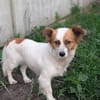 Gisela, eine liebe kleine Hündin