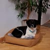 Maya, kleine Hundeseele wartet