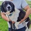 Maya, kleine Hundeseele wartet