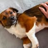 Dusty braucht ein neues Zuhause