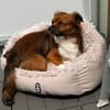 Dusty braucht ein neues Zuhause